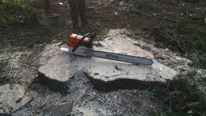 Eine Motorsäge liegt auf einem Baumstumpf im Wald.