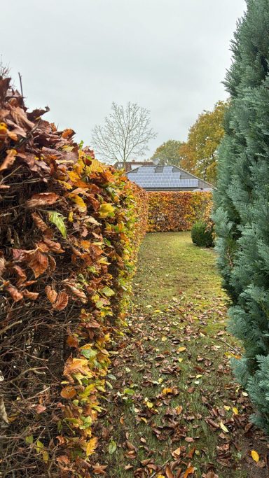 Blick auf einen herbstlichen Garten mit Hecken und Laub, leicht bewölkter Himmel.